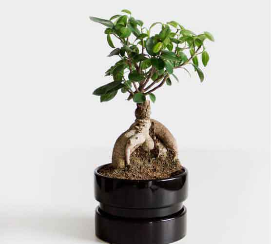 在线手机号轰炸机