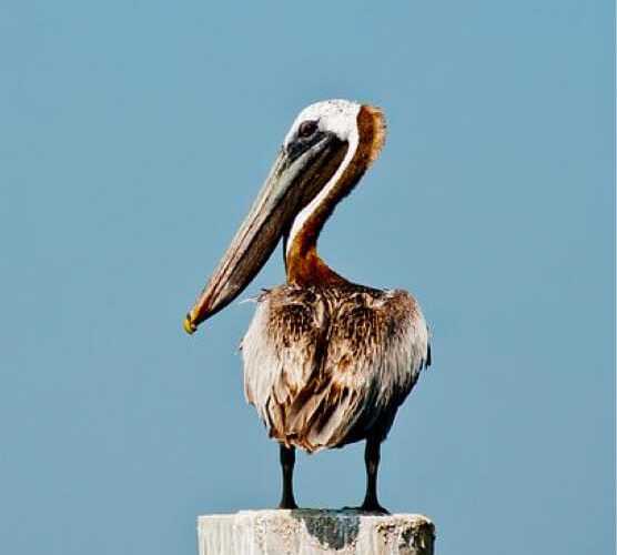 谁知道虚拟号码手机号发送平台